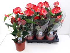 Anthurium Floriclone Carino 17Ø 55cm