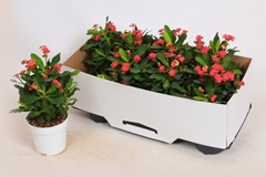 Euphorbia Vulcanus 12Ø 28cm