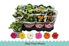 Kalanchoe Double Mix 9Ø 17cm