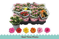Kalanchoe Double Mix 9Ø 17cm