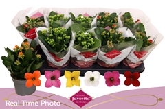 Kalanchoe Single Mix 6 Colours 10Ø 22cm