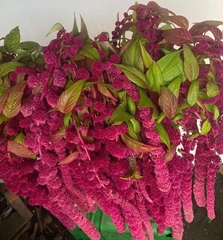 Amaranthus Caudatus Rosary 75cm