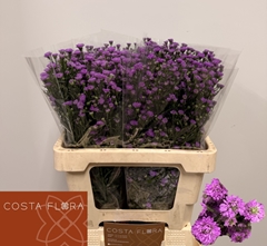 Aster Astee Mini Baby Pink 60cm 20gr.