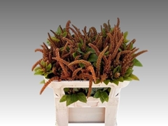 Amaranthus Cruentus Hot Biscuits 70cm