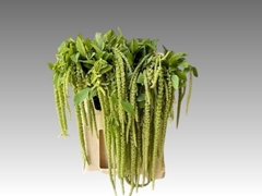 Amaranthus Caudatus Viridis 70cm