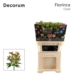 Alstroemeria Florinca Coral 75cm