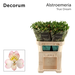 Alstroemeria True Dream 75cm 80gr.