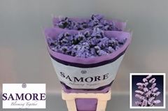 Limonium Sinuatum Donau Birds 60cm 20gr.