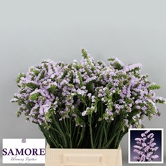 Limonium Sinuatum Tessa Lavender 60cm 20gr.