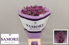 Limonium Sinuatum Rosa Sun Birds 60cm 25gr.