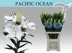 Lily Oriental Pacific Ocean 100cm 6+