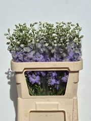 Delphinium Double Dewi Impressive 80cm