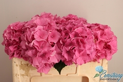 Hydrangea Royal Breeze 50cm 15-17cm Hd