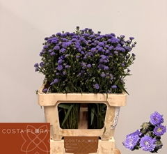 Aster Astee Mini Baby Blue 60cm 20gr.