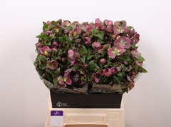 Helleborus Classic Grace 45cm