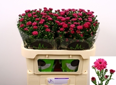Aster Flash 70cm 20gr.