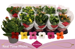 Kalanchoe Single Mix 6 Colours 10Ø 22cm