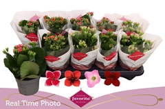 Kalanchoe Single Mix 4 Colours 10Ø 22cm