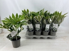 Fatsia Variegata 14Ø 45cm