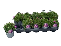 Aster Alpha Pink 12Ø 15cm