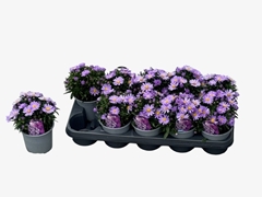Aster Alpha Purple Rocket 12Ø 15cm