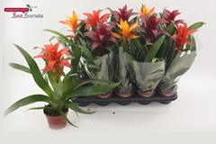 Guzmania Mix 12Ø 45cm