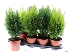 Conifers Mix 13Ø 50cm