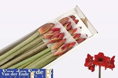 Hippeastrum Mini Rapido 75cm
