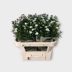 Aster Monte Casino Improved 70cm 15gr.