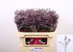 Limonium Safora Lilac 70cm 30gr.