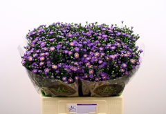 Aster Teeny Tiny Blue 60cm 15gr.