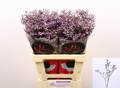 Limonium Safora Lilac 60cm 20gr.