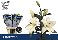 Lily La Litouwen 90cm 4+