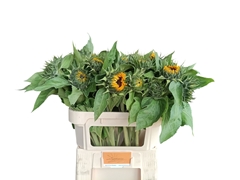 Helianthus Sunrich Orange 70cm 12cm Hd