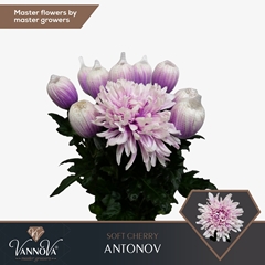Chrysanth Single Painted Antonov Soft Cherry 70cm 100gr.