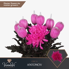Chrysanth Single Painted Antonov Erica 70cm 100gr.
