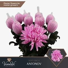 Chrysanth Single Painted Antonov Soft Erica 70cm 100gr.