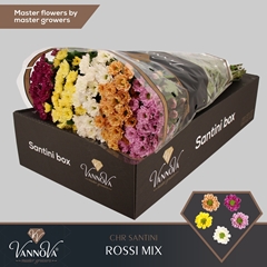 Chrysanth Santini Rossi Mixed 55cm 44gr.
