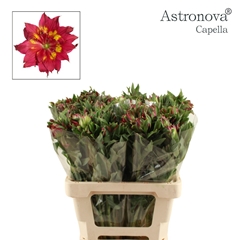 Alstroemeria Astronova Capella 60cm 65gr.