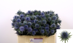 Eryngium Magnetar 50cm
