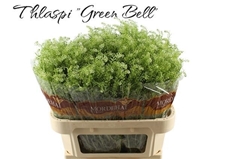 Lepidium Ruderale Green Bell 75cm 25gr.