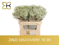 Gypsophila Paniculata Zinzi Discovery 70cm 20gr.