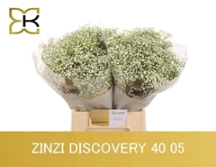 Gypsophila Paniculata Zinzi Discovery 40cm 5gr.