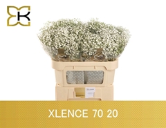Gypsophila Paniculata Xlence 70cm 20gr.