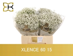 Gypsophila Paniculata Xlence 60cm 15gr.