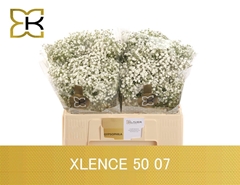 Gypsophila Paniculata Xlence 50cm 5gr.