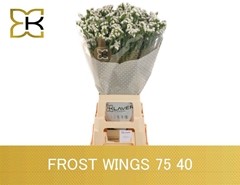 Limonium Sinuatum Frost Wings 75cm 40gr.