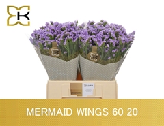 Limonium Sinuatum Mermaid Wings 60cm 20gr.