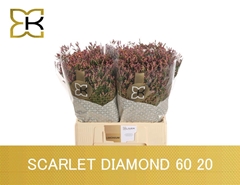 Limonium Sinense Scarlet Diamond 60cm 20gr.
