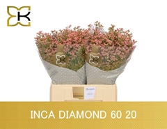 Limonium Inca Diamond 60cm 20gr.